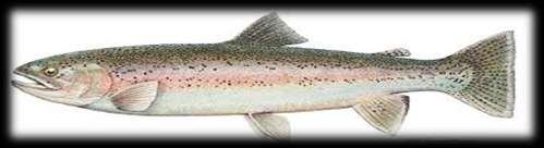 Feather River Watershed Trout Trout Steelhead Trout Brown Trout Rainbow Trout Lake Trout Chinook Salmon