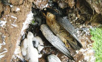 1 Poisoning G Shorrock (RSPB) RSPB staff recovered this poisoned peregrine from a nest ledge in Gloucestershire In 2010, there were 128 reported incidents of wildlife poisoning and pesticide-related