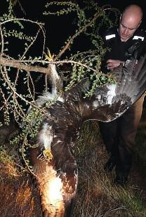 Case studies Three golden eagles poisoned A gamekeeper was convicted after a record haul of banned poison was found on a grouse shooting estate.