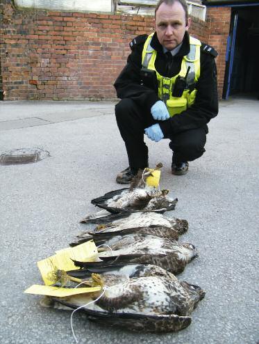 Derbyshire buzzard poisonings Mark Thomas (RSPB) In recent years, Derbyshire has become synonymous with the illegal persecution of birds of prey.