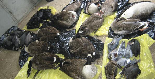 Ninety wild birds and a dog poisoned It is not only birds of prey in the countryside that fall victim to the indiscriminate nature of poison baits.