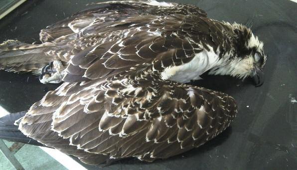 Ospreys back on the hit list Seerscroft Veterinary Centre The dead osprey found at Golden Cross, West Sussex.