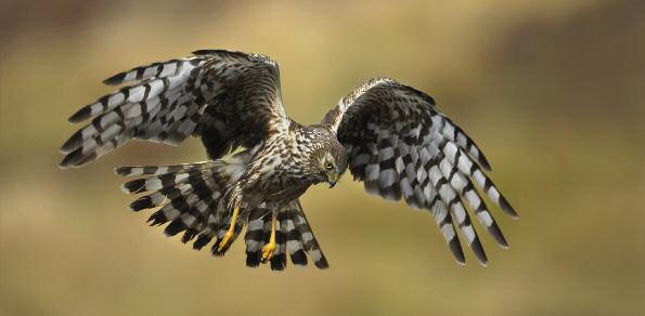 Persecution hits hen harriers hard Hen harrier by Steve Knell (rspb-images.