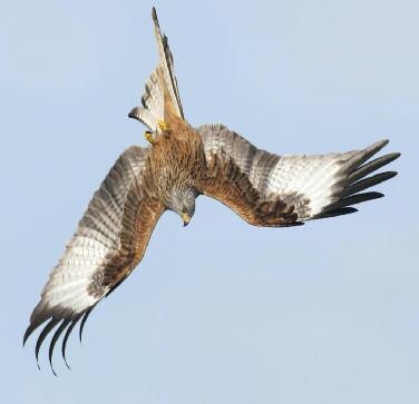 Kites not out of the woods With more than 1,500 pairs in the UK, the last 20 years have been a great conservation success story for red kites, thanks to successful reintroduction programmes and