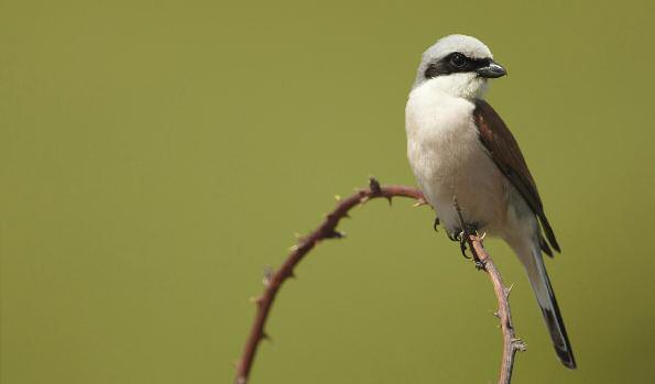 Nest protection schemes help rare breeding birds Mark Sisson (rspb-images.