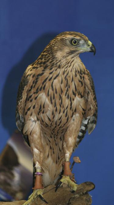 Goshawks still targets for illegal activity As well as being illegally killed, the goshawk also remains a focus for illegal trade activities because of its high value and hunting prowess.