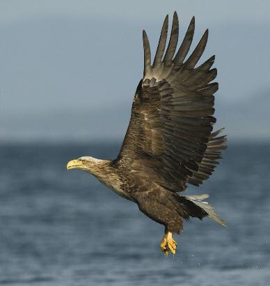 White-tailed eagle by Stig Frode Olsen A much more complete (and statistically robust) picture of the impact that these crimes have can be gauged through the systematic study of bird populations