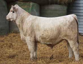 86 lbs ADJ.WW: 643 lbs R: 102 ADJ.YW: 1177 lbs R: 99 EPDs: 5.6-0.2 17 31 8 7.1 17 0.4 This bull is a top HCR Institute son with a moderate frame and great muscle shape.