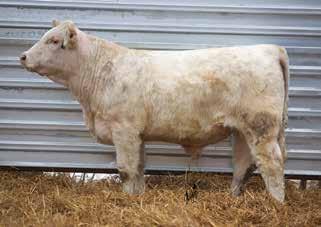 Choteau Sons & Other Sires 44 LKD WHITE SPUR 4127 4/9/2014 M854332 POLLED SPUR CHOTEAU 1Z634 M822464 Lot 44 JDJ NEW EDITION T240 BHD MS TRADEMARK W90 SPARROWS ALLIANCE 513G LKD MISS MARY SP ALLIANCE