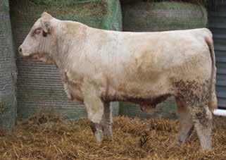 After purchasing this bull in Denver, he went on to the National Charolais Show in Fort Worth and was a National Class Winner.