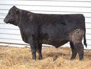 Angus Bulls Lot 56 Lot 61 Lot 57 ANGUS BULLS All of these Angus bulls have performed extremely well for us. Many are calving ease sired and will certainly put a lot of growth in their calves.
