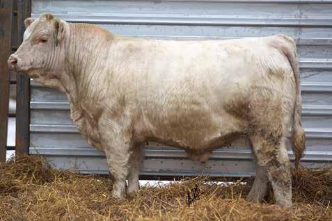 Rocket s Edge Sons Lot 6 6 LKD WHITE LIGHTNING 424 2/15/2014 M854362 POLLED PF IMPRESSED 620 P ET WC-WCCC ROCKETFUEL 7109 SCC MISS 3027 ET CCC ROCKET S EDGE 203 PLD M809362 CCC GRASS STAINED EDGE 03