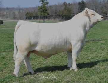 85 lbs ADJ.WW: 787 lbs R: 124 ADJ.YW: 1261 lbs R: 106 EPDs: 5.0 1.1 44 74 9 4.6 31 0.8 A very long-sided bull that is big-hipped and very deep.