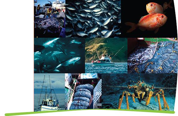 Catches, size, and age structure of the 11 1 hoki fishery, and