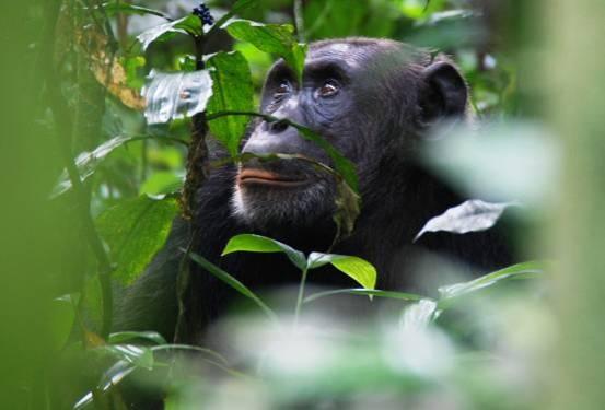 chimpanzees. We can however never guarantee seeing them, they are still wild animals!