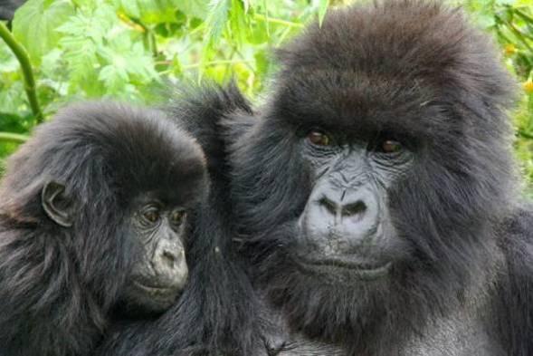 Once the Gorillas have been located, your group will be allowed a maximum of one hour with them. Coming face-to-face with a Mountain Gorilla is a truly humbling and emotional experience.