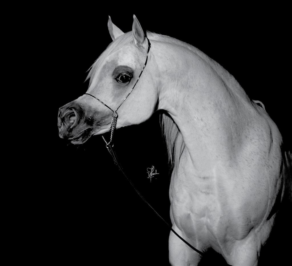 Al Lahab is a refined, extremely typey Siglawy stallion, a harmonious combination of Arabian noblesse and charisma properties that are ever more hard to find in today s stallion classes as they are