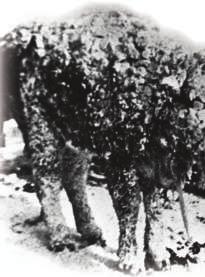 By 1886 the price of cattle had fallen to $10 each, down from $30. In addition, two extremely cold winters with blinding blizzards killed many cattle.