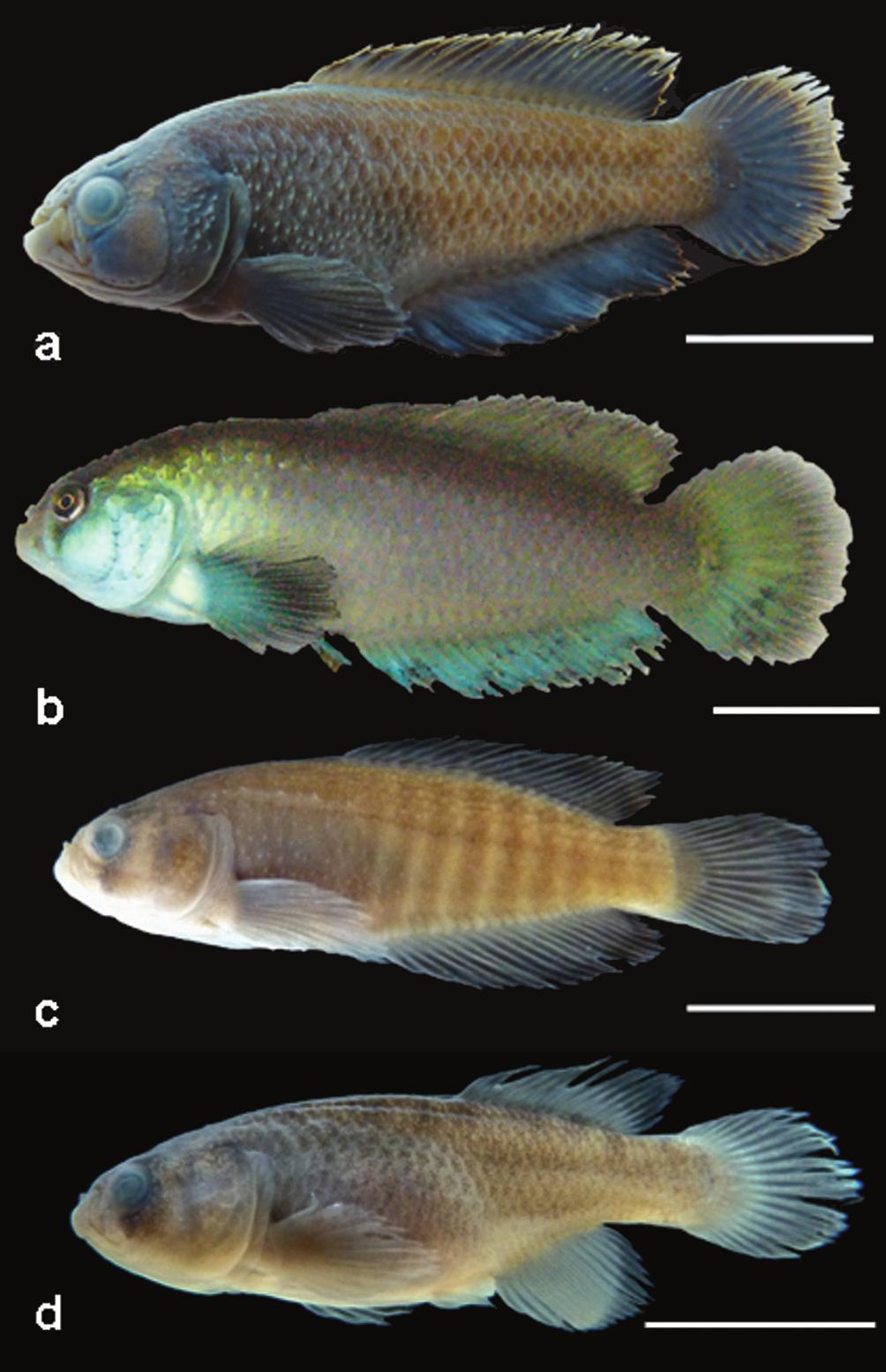 336 A new species of Austrolebias from northeastern Uruguay shaped the current distribution patterns. Despite some exceptions (García et al.