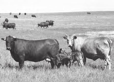 cattle. Removing any one of the Six Essentials results in the animal s productive value being greatly diminished.
