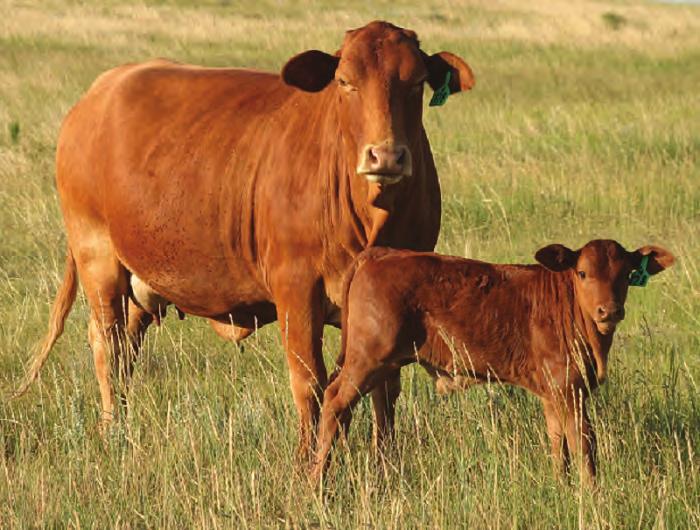 Lasater Beefmasters: Bulls Bred For the Commercial Operation Here are just a few reasons why our bulls are the choice of successful cattle raisers: Forage-based Program: Our sale bulls have been