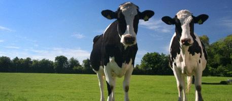 Holstein Friesian New Zealand Value