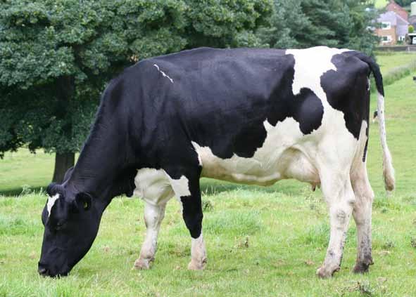 % Friesian DOB: 23.10.06 BENLOYAL *RC HBN: 20000000633328 Genus ABS Code: FH3705 Marshside Rocket 3 x BFE90 Gornal Pegasus Top Type sire available in What are the key features of the Friesian?