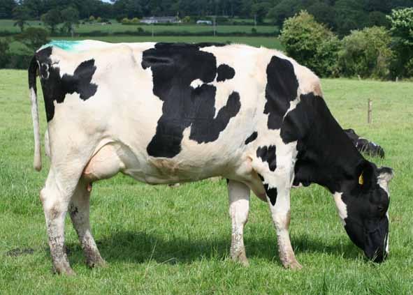 4 Body Condition +1.75 Somatic Cell Count +0% Daughter Fertility Index +11.1 Temperament +1.60 Milking Speed -2.
