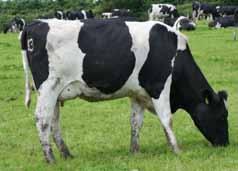 2 Body Condition *N/A Somatic Cell Count -15% Daughter Fertility Index *N/A Temperament *N/A Milking Speed *N/A dtr: