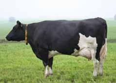 4 Body Condition +0.77 Somatic Cell Count -7% Daughter Fertility Index +6.7 Temperament -1.91 Milking Speed -1.