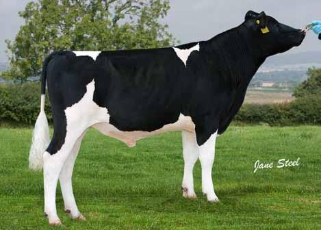 34 34 Daughters 14 Herds Reliability 63% pins Somatic Cell Count -17% Daughter Fertility Index +5.1 Locomotion +0.18 Temperament +0.19 Milking Speed -1.63 1.10 0.84 1.34-0.15 0.41 0.50 0.