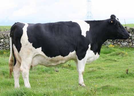 53%P Dam: Winnoch Penguin 223 Counsellor is a son of Morcourt Hilton, the no.1 PLI bull of all time, out of a full sister of Winnoch Umpire.