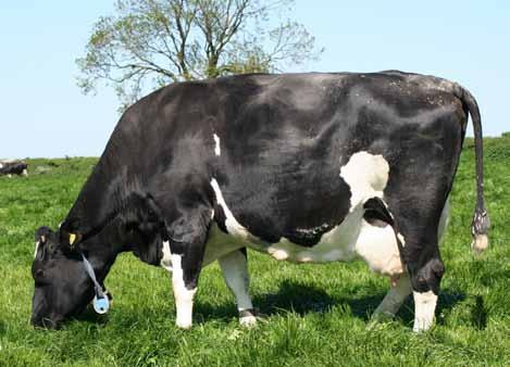 11%P Dam: Kirkby Monica 7 Major has an excellent sire stack (Centurion x Emperor x Beta) and is bred to sire high yielding, long lasting, fertile cows.