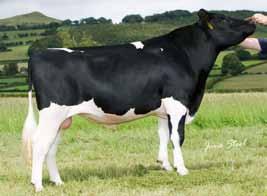Use Rock Solid Genetics to identify the most reliable sires from Genus ABS.