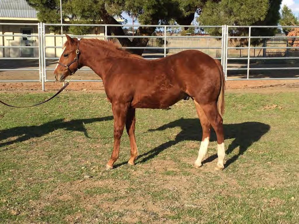 Rdoubledowndoc 2015 Chestnut Colt Male Line: Sire: LENAS VALOR by PEPPY SAN BADGER. Dam has produced earners of $20,080. Female Line: Dam: DOUBLE R LUCK by DOUBLE R DOC.