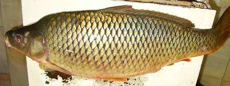 wild+domesticated Domesticated carp is more competitive