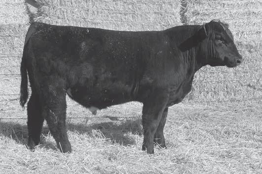 O HARA LAND & CATTLE Yearling Bulls MVH DRIVER 10B REFERENCE SIRES Reg#44130 For more information on our Reference Sires, please visit our website at W.OHARALANDANDCATTLE.