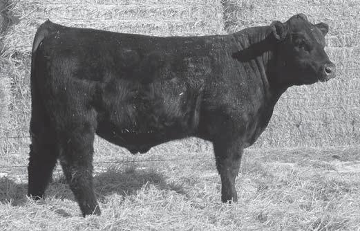 3 93 119 The deepest ribbed of the larger framed bulls. He will add frame, bone and substance to your cow herd.