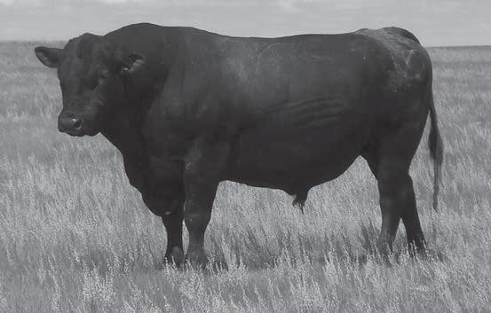 TURNER ANGUS REFERENCE SIRES cont.