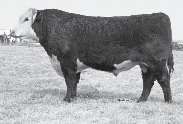 MCKECHNIE HEREFORDS HYER & JOEY MCKECHNIE 20 S. DUNKIRK, SHELBY, MT 944 40-30-4 Welcome to our Heterosis on the Highline Sale.