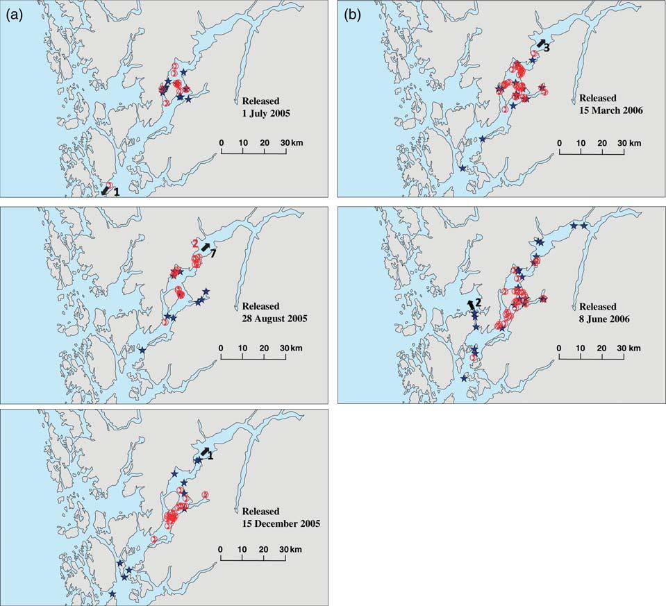 Horizontal movements of simulated escaped farmed Atlantic salmon 1211 Figure 4.