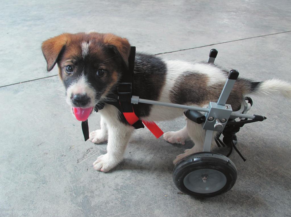 1 Best Friend Mobility Dog Wheelchair Assembly Guide No matter what the reason, an injury or an illness, it is difficult when your pet becomes paralyzed or lose its ability to walk or move on its own.