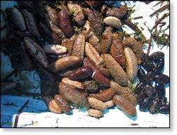 Sea cucumber prices range from USD 7 32/kg. Singapore, Korea, Taiwan, Hong Kong and Norway are the main importing countries. References Anonymous, 2002.