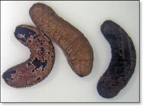 46 The influence of commercial diets on growth and survival in the commercially important sea cucumber Holothuria scabra var.