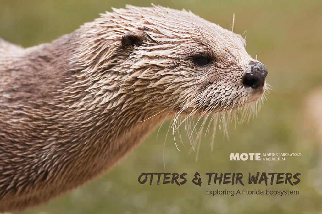 Otters & Their Waters: frequently asked questions Unless otherwise specified, river otter means North American river otter (Lontra canadesis) throughout this document. How deep do river otters dive?