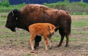 Wood Bison WOOD BISON CURRICULUM Lesson 2 Wood Bison Behavior! Lesson 2: Wood Bison Behavior!