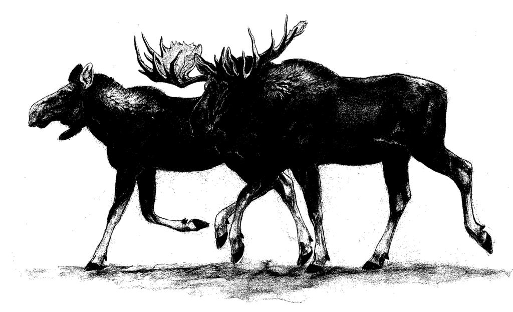 Deer and Bison