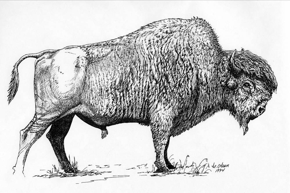 Strategy for the Wood Bison (Bison