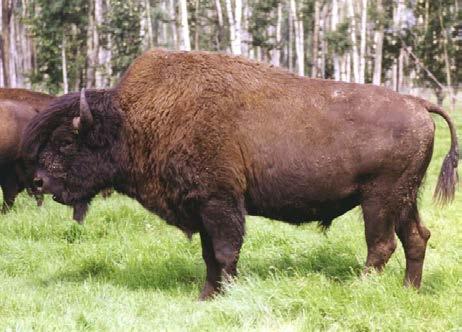 only listed bison occur within the Bison Protection Area in northwestern Alberta, where they are considered endangered under Alberta s Wildlife Act.