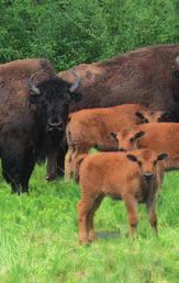 3 Background Photo Credit: Danny Allaire Wood Bison Distribution Over the Last 5,000 Years Figure 1: Approximate historic distribution of wood bison.